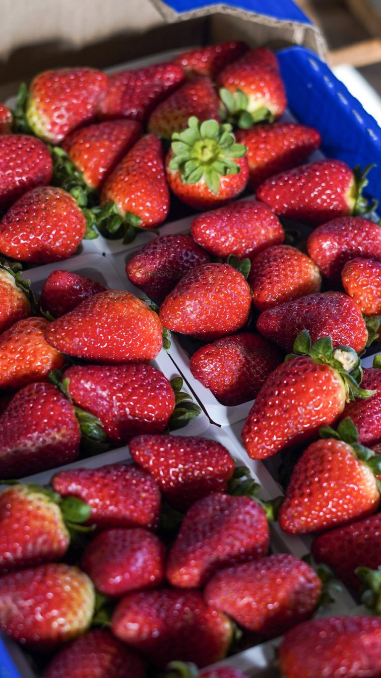 Frutillas frescas en primer plano, Holowiniec Hermanos